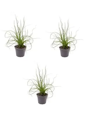 Produktbild von 3 x Spiralis Gartenpflanze