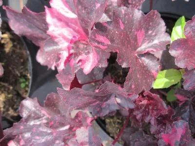 Produktbild von Purpurglöckchen Midnight Rose - Heuchera micrantha Midnight Rose - Blattschmuckpflanze
