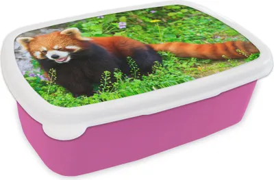 Produktbild von KitchenYeah® Lunchbox Brotzeit Brotdose 17x11 cm Roter Panda - Grün - Gras Kinder Brotzeitdose - Lunchpaket - Brotkasten  - Sandwich Box