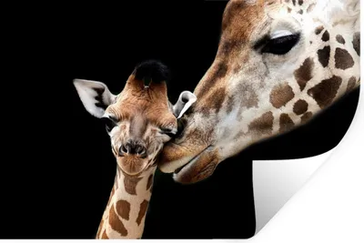 Produktbild von MuchoWow® Wandtattoo Wandsticker Wandaufkleber Giraffe - Tiere - Schwarz - Porträt - Tiere 90x60 cm Selbstklebend und Repositionierbar - Aufkleber