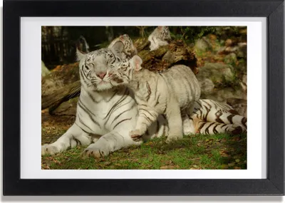 Produktbild von Bild 30x20 MDF-Rahmen, Wandkunst Tigers