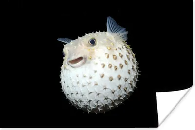 Produktbild von MuchoWow® Poster Fische - Meerestiere - Porträt 180x120 cm - Fotoplakat
