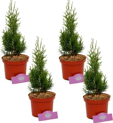Immagine prodotto di Set di 4 conifere - Thuja occidentalis 'Smaragd' - 60 cm - vaso da 2 litri