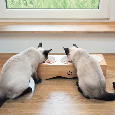 Produktbild von Navaris Futternapf Katze erhöht - Futterstation für Katzen und Hunde - Napfset aus Keramik - Napf Katze - 3x Fressnapf Katzennapf - Katzenschüssel