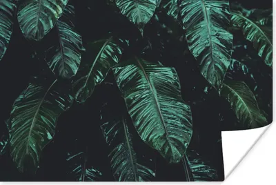 Produktbild von MuchoWow® Poster Dschungel - Palme - Blätter - Tropisch 60x40 cm - Schlafzimmerdekoration