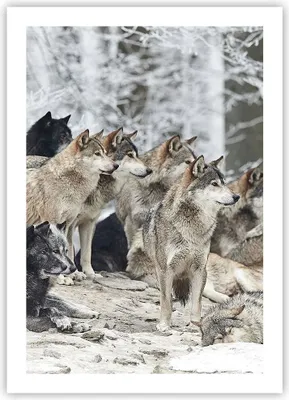 Produktbild von Poster - Poster ohne Rahmen - Rudel Wölfe Winter - 50x70 cm - Wand Bild - Wanddeko - Wandbilder - Kunstposter - Wandposter - Bilder - Kunstdruck - Wanddekoration - Wandbild - P2XPA50x70-4357