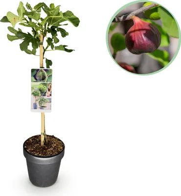 Image de Ficus carica Brown Turkey - Plante sur tige - Plante de terrasse - Caduc - Peu d'entretien - 80-90cm - Ø19cm - Plante de jardin