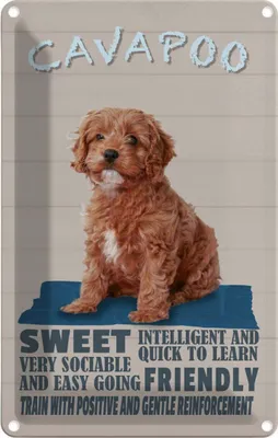 Produktbild von vianmo Blechschild 18x12 cm Cavapoo Hund sweet friendly Tier Haustier