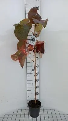 Produktbild von Vitis coignetiae - Rostrote Weinrebe 80-100 cm | Topf