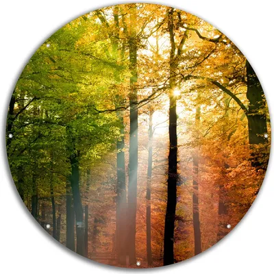 Produktbild von Wallario rundes Outdoor-Poster für Garten oder Balkon, Motiv Sonnenuntergang im Herbstwald, 60 cm Durchmesser