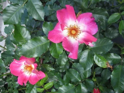 Produktbild von Rosa Dolomiti ® - Beetrose Dolomiti ® - Kordes Rose - ADR Rose