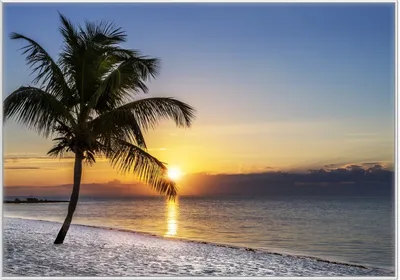 Produktbild von Wallario Wandbild Palme am Strand - Sonnenuntergang über dem Meer, Größe: 70,30 x 100,30 cm, Poster mit weißem Kunststoffrahmen