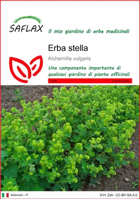 Immagine prodotto di SAFLAX  - Erba stella - 100 semi - Alchemilla