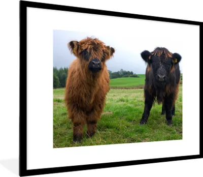 Produktbild von MuchoWow® Gerahmtes Poster Schottische Highlander - Kühe - Natur - Grün - Gras 80x60 cm - Poster mit Schwarzem Bilderrahmen Wandposter Rahmen Foto Bilder - Schlafzimmer-Dekorationen - Fotoposter
