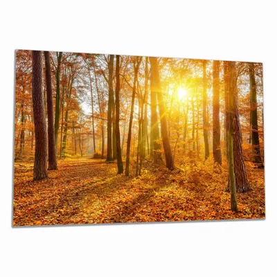 Produktbild von Wallario Herdabdeckplatte aus Glas, Größe 80 x 52 cm 1-teilig, Motiv Sonnenuntergang im herbstlichen Wald