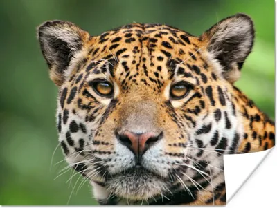 Produktbild von MuchoWow® Poster Leopard - Natur - Gefleckt 160x120 cm - Foto Plakat