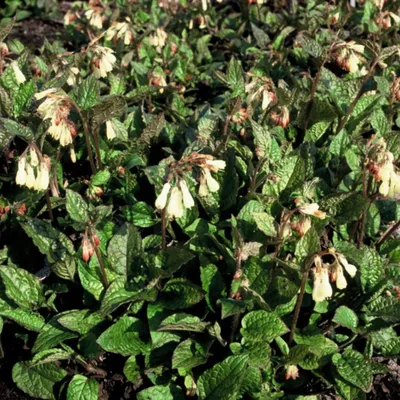 Obrázek produktu pro Symphytum grandiflorum, 60 rostlin, průměr 9 cm, výška 10–25 cm, kostival velko květý, dekorativní