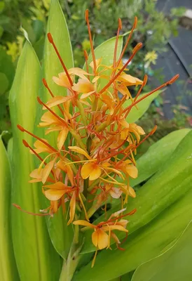 Image de Hedychium coccineum 'Tara' / Longose rouge