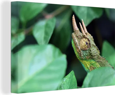Produktbild von OneMillionCanvasses® - Leinwandbilder - 140x90 cm, Chamäleon - Tier - Horn, Wandbilder Kunstdruck Wanddekoration