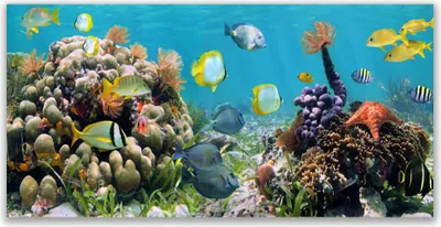 Produktbild von Tulup Leinwand-Bilder 140x70 Wandbild Canvas Kunstdruck Korallenriff Natur
