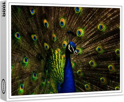 Produktbild von raxxa Premium-Puzzle "Pfau", 1000 Teile