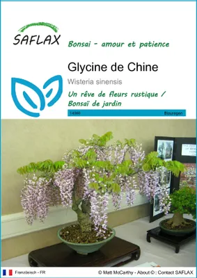 Image de SAFLAX  - Glycine de Chine - 4 graines - Wisteria