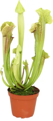 Immagine prodotto di Pianta brocca - Sarracenia - grande - vaso da 12 cm