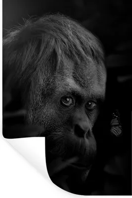 Produktbild von MuchoWow® Wandtattoo Wandsticker Wandaufkleber Nahaufnahme eines Affen im Dschungel - schwarz und weiß 60x90 cm Selbstklebend und Repositionierbar - Sticker - Dekorfolie