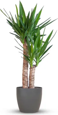Image de Green boutiQ - Kamerplant - Yucca - Yucca Elephantipes - Groen - Weinig onderhoud - 1 Plant - met Potter Wit - Pot 21cm - Hoogte 80 - 90cm