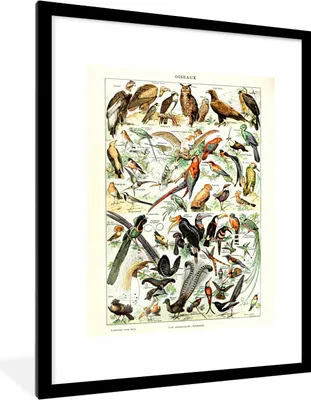 Produktbild von MuchoWow® Gerahmtes Poster Tiere - Vogel - Jahrgang 60x80 cm - Poster mit Schwarzem Bilderrahmen Wandposter Rahmen Foto Bilder - Wohnzimmer - Dekorationen - Prämie
