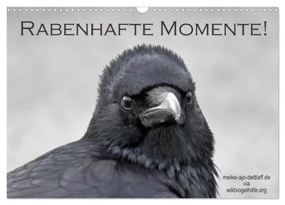 Produktbild von Rabenhafte Momente! (Wandkalender 2027 DIN A3 quer), CALVENDO Monatskalender