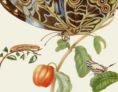 Image de Les papillons de Maria Sibylla Merian - Livre d'or