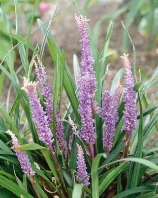Produktbild von Liriope muscari 'Big Blue', Lilientraube, immergrün, ca. 11x11 cm Topf