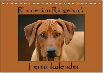 Produktbild von Rhodesian Ridgeback Terminkalender (Tischkalender 2025 DIN A5 quer), CALVENDO Monatskalender