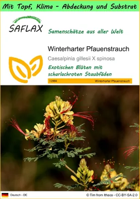 Produktbild von SAFLAX Garden to go - Winterharter Pfauenstrauch - Caesalpinia gillesii X spinosa - 10 Samen - Mit Topf, Klima - Deckel und Anzuchtsubstrat