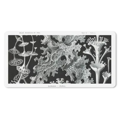 Produktbild von MuchoWow® Mauspad Mousepad Kunst - Koralle - Ernst Haeckel - Alte Meister - Natur 60x30 cm - Mousepads - Maus Mat - Pad - Mausunterlage - Nachhaltig