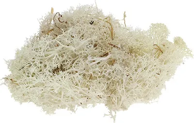 Produktbild von Islandmoos gebleicht 400g - Hochwertige Natürliche Dekoration für Trauer & Festtisch