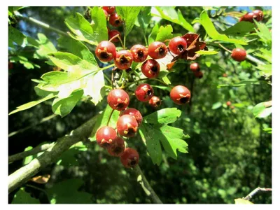 Produktbild von Eingriffeliger Weißdorn Crataegus monogyna Pflanze 55-60 cm
