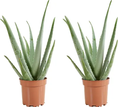 Zdjęcie produktu dla Bloomique - Zestaw 2 szt. - Roślina aloesowa - Rośliny doniczkowe - Sukulenty - Bardzo łatwa w utrzymaniu - Wysokość 50-60 cm - Doniczka 17 cm