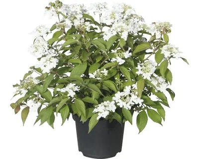 Produktbild von Japanischer Schneeball FloraSelf Viburnum plicatum 'Summer Snowflake' H 30-40 cm Co 5 L