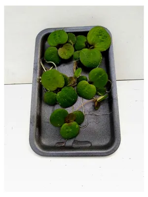 Produktbild von 5 Stück Froschbiss Schwimmpflanze (Limnobium) für Gartenteich und Aquarium