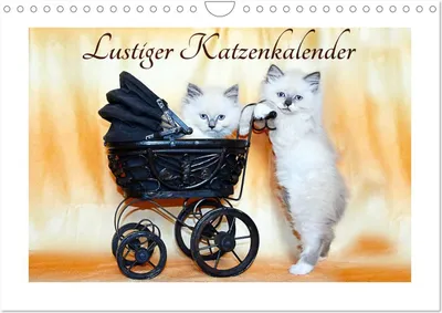 Produktbild von Lustiger Katzenkalender (Wandkalender 2026 DIN A4 quer), CALVENDO Monatskalender