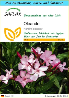 Produktbild von SAFLAX - Geschenk Set - Oleander - 50 Samen - Mit Geschenk- / Versandbox, Versandaufkleber, Geschenkkarte und Anzuchtsubstrat - Nerium oleander