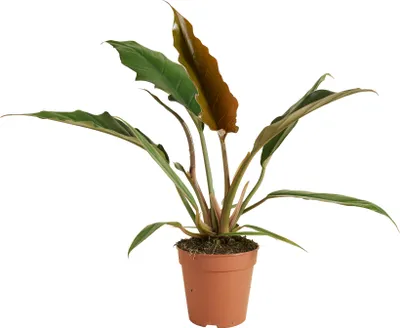 Produktbild von 1x Philodendron Bipinnatifidum Choco Empress P12 H25