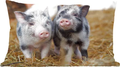 Produktbild von MuchoWow® Zierkissen Sofakissen Wohnzimmer Dekokissen 60x40 cm Schwein - Tiere - Ferkel - Kopfkissen - Polster mit Foto