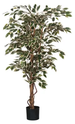 Produktbild von Ficus Hawaï Bunt 150cm, exklusive Blumentopf - Bunt