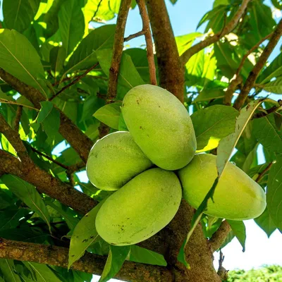Obrázok produktu pre Asimina triloba 'Wabash', strom papája, 3-litrový kvetináč