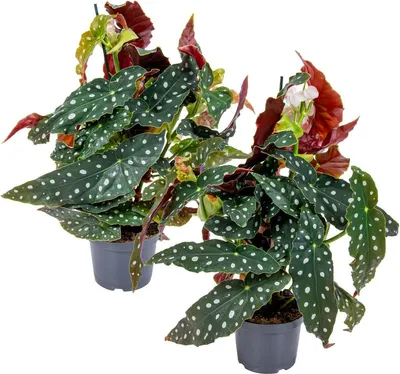 Image de Bloomique - Lot de 2 - Begonia Maculata - Bégonia à pois - Plante à pois - Plante d’intérieur - Dépolluante - Hauteur 20-30 cm - Pot 12 cm