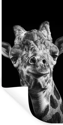 Produktbild von MuchoWow® Wandtattoo Wandsticker Wandaufkleber Giraffe - Tier - Schwarz - Weiß 60x120 cm Selbstklebend und Repositionierbar - Selbstklebend - Fototapeten