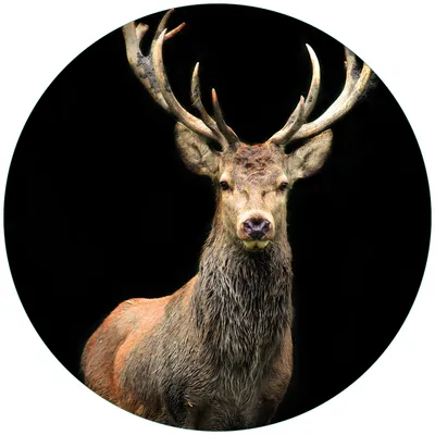 Produktbild von Wallario Premium Glasbild, freischwebende Optik, kräftige Farben, rund 50cm Durchmesser, Motiv Stattlicher Rothirsch